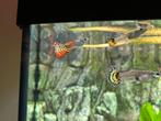 Jonge guppen guppy’s, Dieren en Toebehoren, Vissen | Aquariumvissen, Vis, Zoetwatervis, Schoolvis