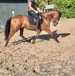 Knappe Franse draver merrie - 6 jaar - 1.62m met papieren, Dieren en Toebehoren, Paarden, Merrie, Gechipt, Zadelmak, 3 tot 6 jaar