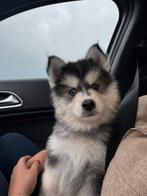 Prachtige pomksy puppy’s - mogen verhuizen!, Rabiës (hondsdolheid), Overige rassen, 8 tot 15 weken, Meerdere