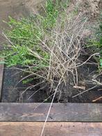 Gratis 2 buxushaagjes met goede wortels, Tuin en Terras, Planten | Struiken en Hagen, Ophalen, Buxus, Struik, Minder dan 100 cm
