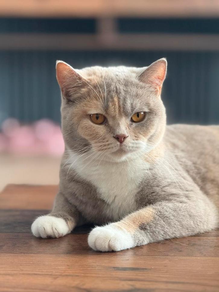 Britse korthaar raszuiver met stamboom, Dieren en Toebehoren, Katten en Kittens | Raskatten | Korthaar, Kater, Met stamboom