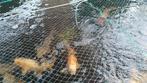 Koi karpers vijvervissen te koop!, Dieren en Toebehoren, Vissen | Vijvervissen, Karper of Koi
