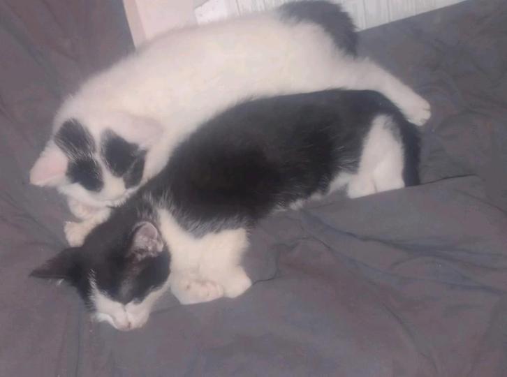 Kittens zwart kater/wit poes 8weken oud., Dieren en Toebehoren, Katten en Kittens | Overige Katten, Kortharig, Meerdere dieren