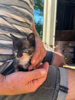 1 Boerderijkitten lapjeskatten / 3 kleurig, Poes, Kortharig, 0 tot 2 jaar