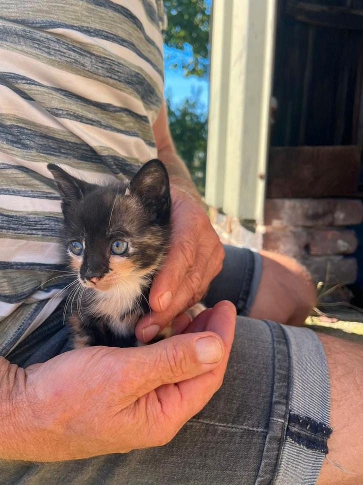 1 Boerderijkitten lapjeskatten / 3 kleurig, Dieren en Toebehoren, Katten en Kittens | Overige Katten, Kortharig, Poes, 0 tot 2 jaar