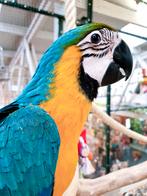 Ara | Div. soorten beschikbaar | Lief | Aanhankelijk, Dieren en Toebehoren, Vogels | Parkieten en Papegaaien, Meerdere dieren