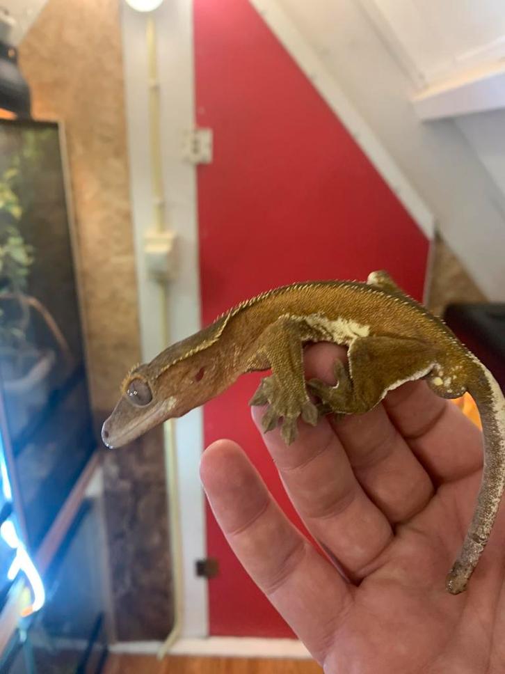 Crested gecko male wimpergekko bewezen man