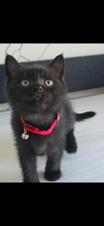 Britse Korthaar kittens, Dieren en Toebehoren, Kater, Ontwormd, 0 tot 2 jaar