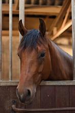 Brave 8 jarige quarter horse ruin, Dieren en Toebehoren, Paarden, Met stamboom, Minder dan 160 cm, Ruin, Niet van toepassing
