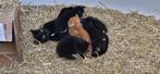 Kittens, Dieren en Toebehoren, Katten en Kittens | Raskatten | Korthaar, Meerdere dieren, 0 tot 2 jaar