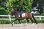 Lieve 8 jarige merrie, Dieren en Toebehoren, Paarden, Merrie, Dressuurpaard
