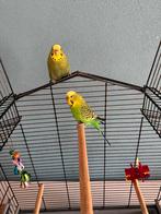 2 handtamme grasparkieten met kooi en toebehoren, Dieren en Toebehoren, Vogels | Parkieten en Papegaaien, Meerdere dieren, Parkiet