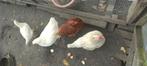 7 kippen, Dieren en Toebehoren, Vrouwelijk, Kip