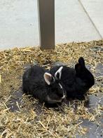 Vlaamse reus jongen, Mannelijk, Groot