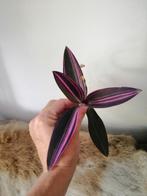 Tradescantia pink stripe, Ophalen of Verzenden, Overige soorten, Minder dan 100 cm