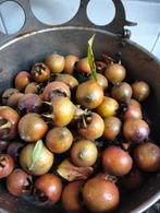 Verse mispels oogst 2025 biologisch onbespoten, Diversen, Levensmiddelen, Ophalen of Verzenden
