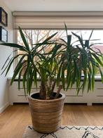 Yucca in Drypot - Prachtig!, Tuin en Terras, Planten | Tuinplanten, Volle zon, Vaste plant, Bloeit niet, Ophalen