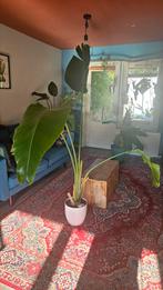 Streliza groot in pot, Ophalen, Overige soorten, Halfschaduw, In pot