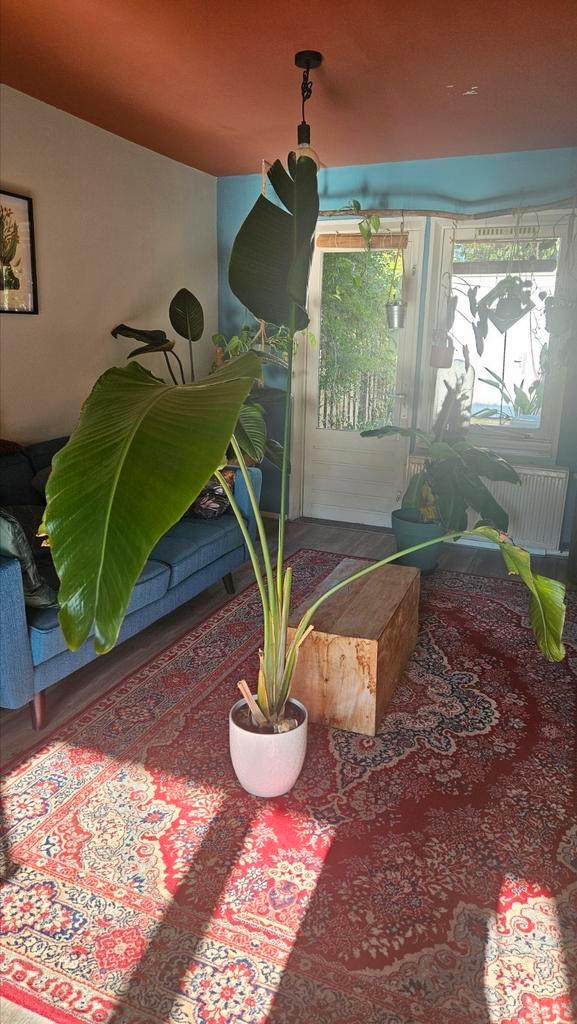 Streliza groot in pot, Huis en Inrichting, Kamerplanten, Overige soorten, 150 tot 200 cm, Groene kamerplant, Halfschaduw, In pot
