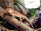 Bareded dragon, Dieren en Toebehoren, Hagedis, Met terrarium, 0 tot 2 jaar