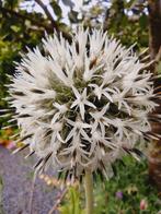 Zaden Kogeldistel wit - Echinops bannaticus 'Albus', Ophalen of Verzenden, Gehele jaar, Volle zon, Zaad