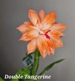 Zeldzame Schlumbergera Double Tangerine nr 2, Overige soorten, In pot, Minder dan 100 cm, Bloeiende kamerplant