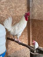 Broedeieren witte leghorn, Dieren en Toebehoren, Pluimvee, Geslacht onbekend, Kip