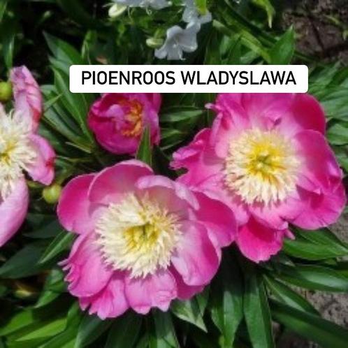 19+20 april Pioenroos Wladyslawa in pot voor in eigen tuin, Tuin en Terras, Planten | Tuinplanten, Overige soorten, Halfschaduw