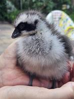 GEZOCHT kuikens hoendergans / cereopsis gans, Geslacht onbekend, Gans of Zwaan