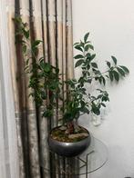 Grote bonsai plant met pot, Tuin en Terras, Planten | Tuinplanten, Vaste plant, Bloeit niet, Halfschaduw, Ophalen