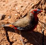 Gezocht emblemapicta mannen, Mannelijk