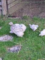 zijdehoenders kuikens, Dieren en Toebehoren, Pluimvee, Meerdere dieren, Kip