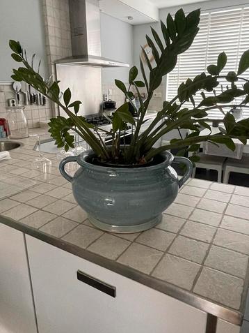 Kamerplant in blauwe pot beschikbaar voor biedingen