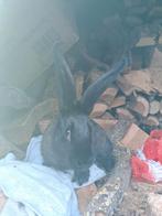 Vlaamse reus, Dieren en Toebehoren, September, Vrouwelijk, Tam