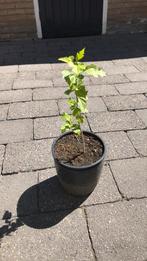 Hibiscus, Tuin en Terras, Planten | Tuinplanten, Ophalen, Zomer, Overige soorten, Volle zon