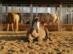 Hooiruif, Paardenvoerbak, Hooiruif en Schuilhut met voerhek, Dieren en Toebehoren, Stalling en Weidegang, Weidegang