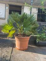 Tekoop 2 Chamaerops humilis vulcan, Ophalen of Verzenden, Minder dan 100 cm, Zomer, Palmboom