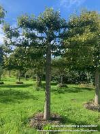 Prachtige sierbomen - Leilinde te koop vanaf 795,-, Tuin en Terras, Planten | Bomen, Ophalen, Zomer, Volle zon, Overige soorten