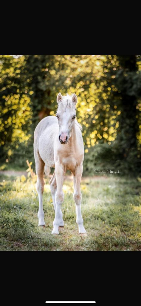 Jaarling merrie van Cassanova du Bois, Dieren en Toebehoren, Pony's, Merrie, Recreatiepony, 0 tot 2 jaar