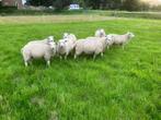 Noordhollander dekrammen, Dieren en Toebehoren, Schapen, Geiten en Varkens, Mannelijk, Schaap, 0 tot 2 jaar