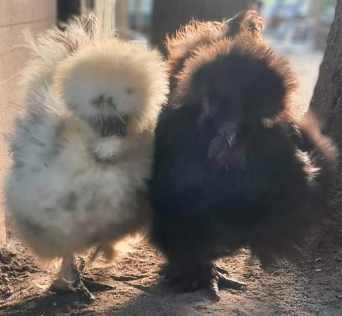 Jonge gesekste zijdehoen hennen zijdehoenders + broedeieren, Dieren en Toebehoren, Pluimvee, Kip, Vrouwelijk