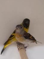 1-2 Kapoetsensijs, Dieren en Toebehoren, Meerdere dieren, Tropenvogel, Geringd