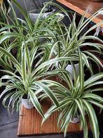 mooie Graslelie's, Ophalen of Verzenden, Halfschaduw, Minder dan 100 cm