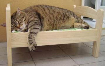 Onze bedden zijn niet voor de poes! beschikbaar voor biedingen