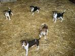 Boerenfox puppy's, België, Fokker | Hobbymatig, Jack Russell Terriër, 8 tot 15 weken