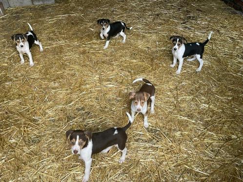 Boerenfox puppy's, Dieren en Toebehoren, Honden | Jack Russells en Terriërs, Meerdere dieren, Jack Russell Terriër, Fokker | Hobbymatig