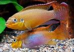 Pelvicachromis taeniatus Lobe!!!, Vis, Zoetwatervis