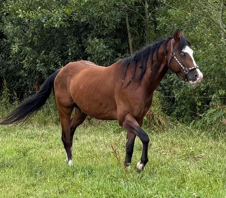 Zeer lieve aanhankelijke quarter ruin, Dieren en Toebehoren, Pony's, Ruin, Westernpony, Met stamboom, Gechipt, Ontwormd