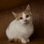 Kitten op zoek naar een nieuw huisje, Dieren en Toebehoren, Poes, Kortharig, 0 tot 2 jaar
