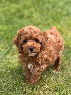 Bij ons geboren Poedel pupjes Geen import, Dieren en Toebehoren, Poedel, Parvo, België, 8 tot 15 weken